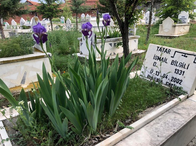 SEN OK ZLEDM